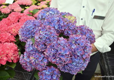 Een nieuwe verbeterde Tabletensia. Het heeft veel scheuten en alle scheuten bloeien en vertakken heel goed. "We noemen hem tabletensia omdat hij compact is en dus gemakkelijk op tafel kan worden gezet (en dat je er dan nog overheen kan kijken)."